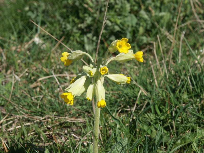 (23500)Primula veris,ensemble